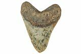 Fossil Megalodon Tooth - North Carolina #349327-2